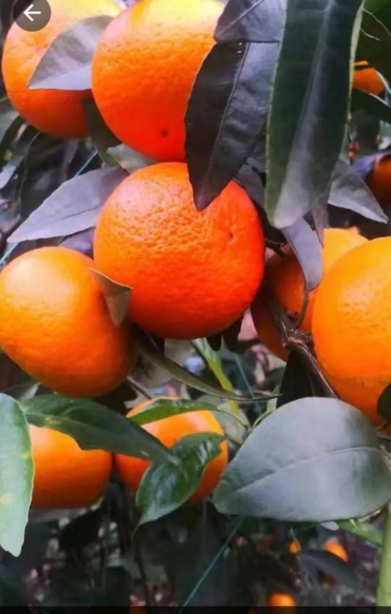广西沃柑大量上市质量保证。