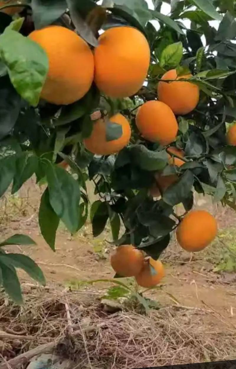 广西沃柑大量上市质量保证。