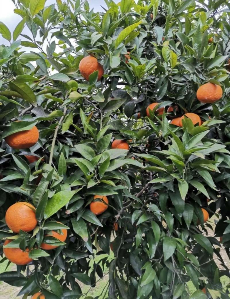 广西沃柑大量上市质量保证。
