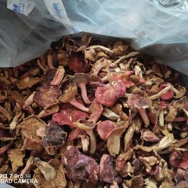 野生菌产地直销，一手货源