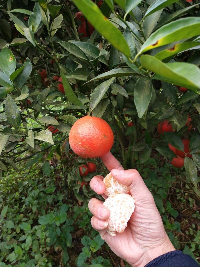 广西沃柑大量上市质量保证。