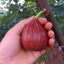无花果苗波姬红金傲芬布莱瑞克当年高产专业育苗保湿邮寄