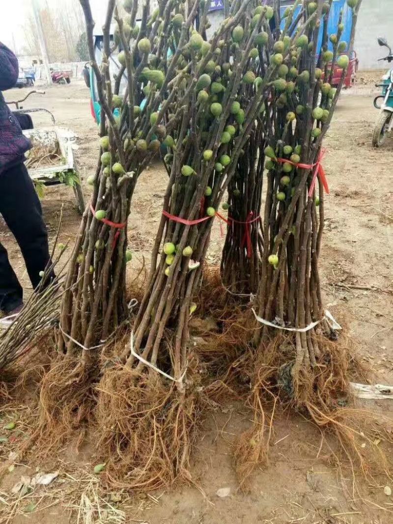 无花果苗波姬红金傲芬布莱瑞克当年高产专业育苗保湿邮寄