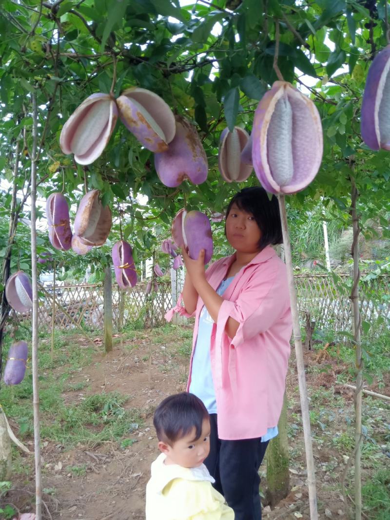 八月瓜苗（少籽，紫果，48小时内发货）包成活提供售后服务