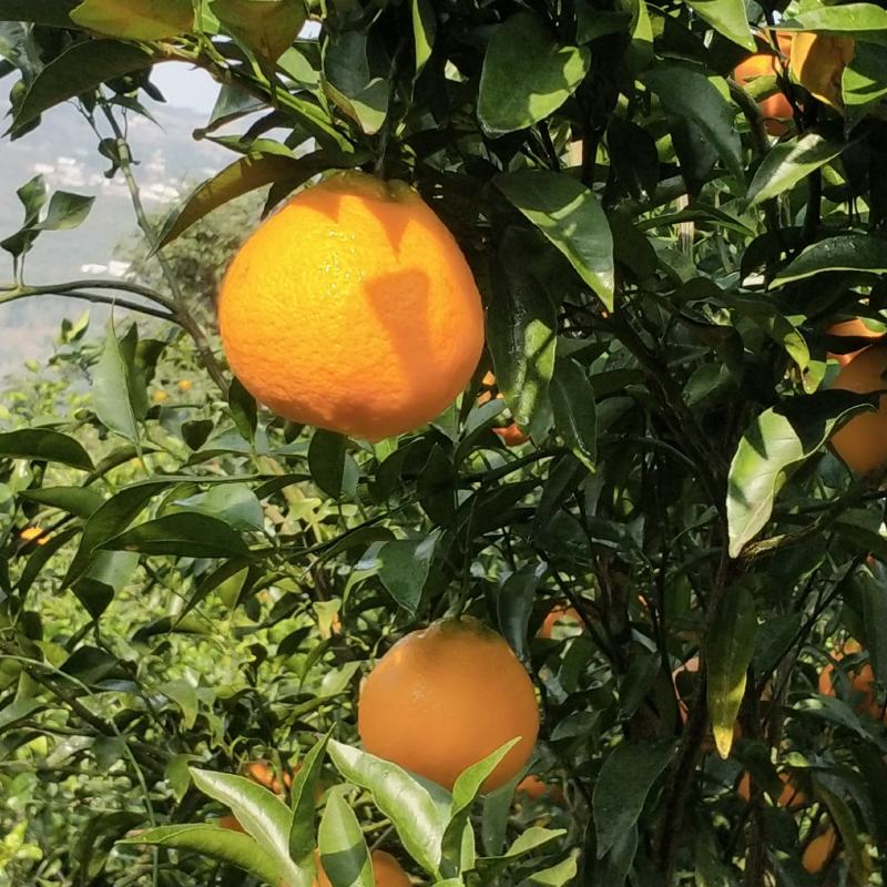 汁多皮薄，肉厚，味甜，清翠，美味