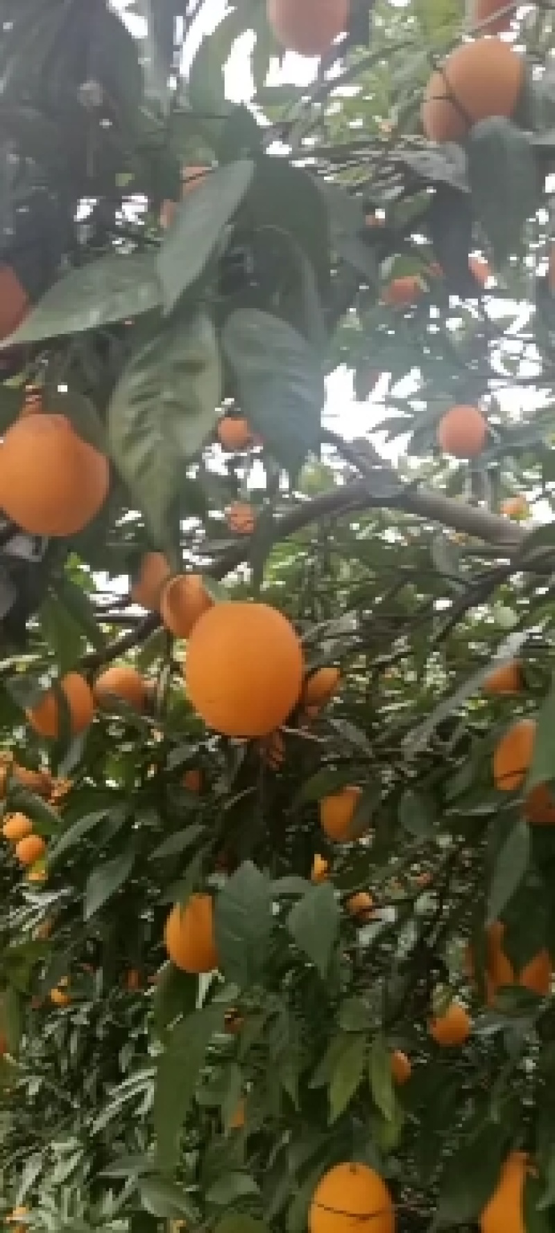 云阳县圆虹脐橙，大量上市，基地直发，货源充足，口感好