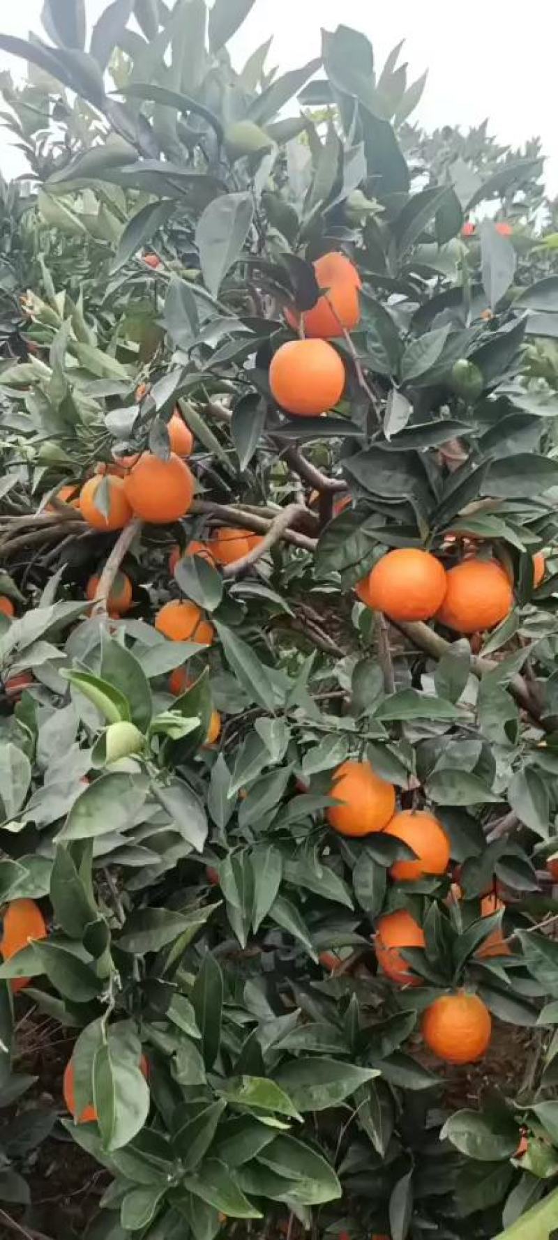 云阳县圆虹脐橙，大量上市，基地直发，货源充足，口感好