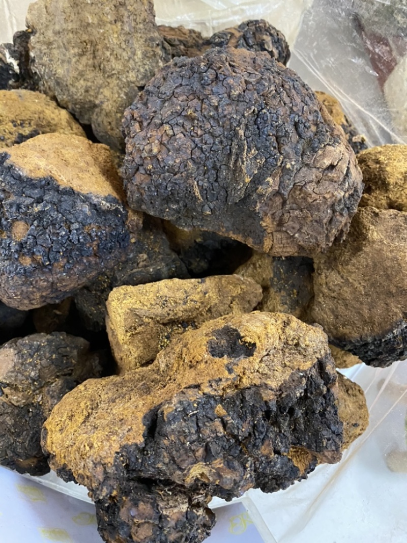 桦树茸白桦树茸桦褐孔菌