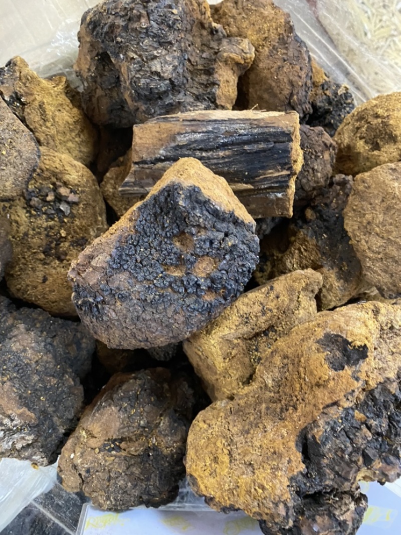 桦树茸白桦树茸桦褐孔菌