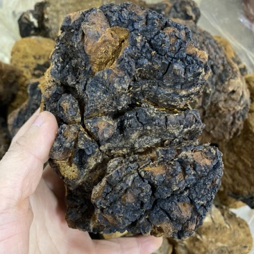 桦树茸白桦树茸桦褐孔菌