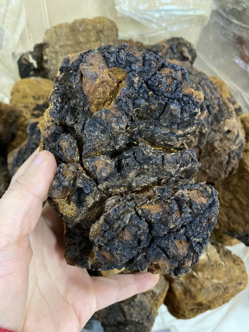 桦树茸白桦树茸桦褐孔菌