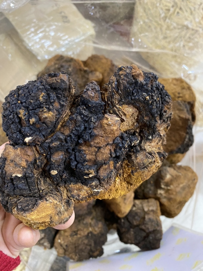 桦树茸白桦树茸桦褐孔菌