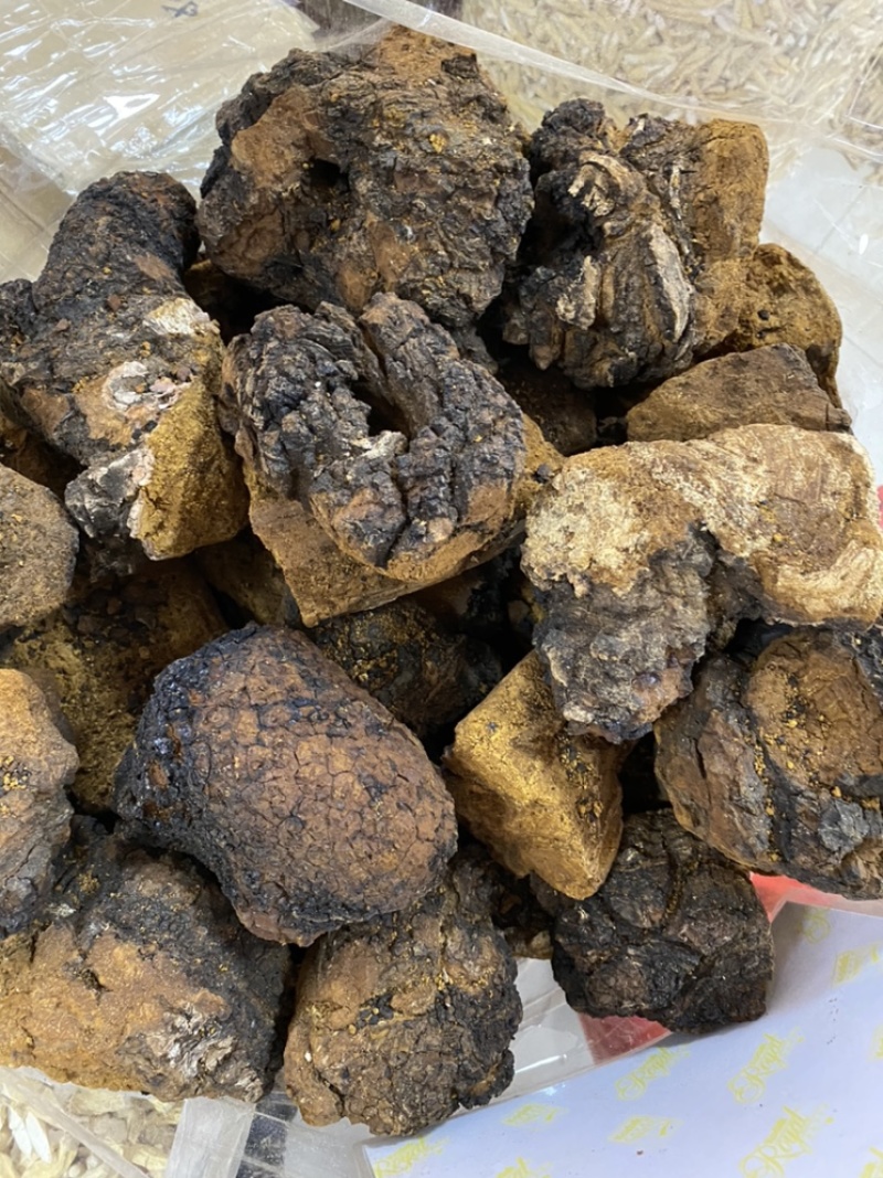 桦树茸白桦树茸桦褐孔菌