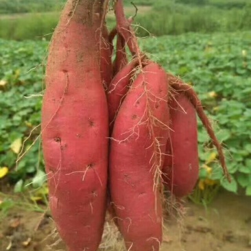 蜜薯大量上市优质红皮红心红薯无沟眼口感棒