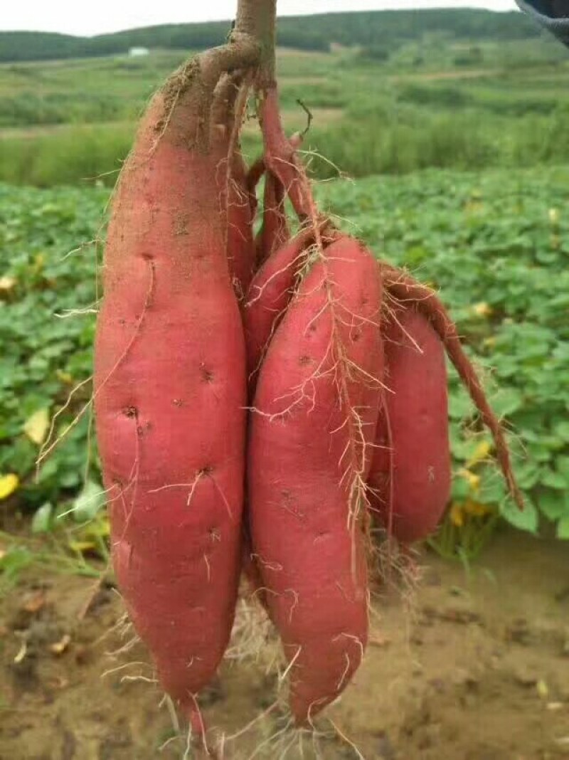 蜜薯大量上市优质红皮红心红薯无沟眼口感棒