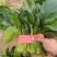 精品大棚菠菜大棚菠菜大量上市实力代办一手货源基地直发