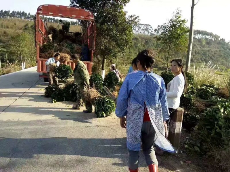 供应佛手苗，包办检疫证，品种好，拳头果，含量足，没碎片