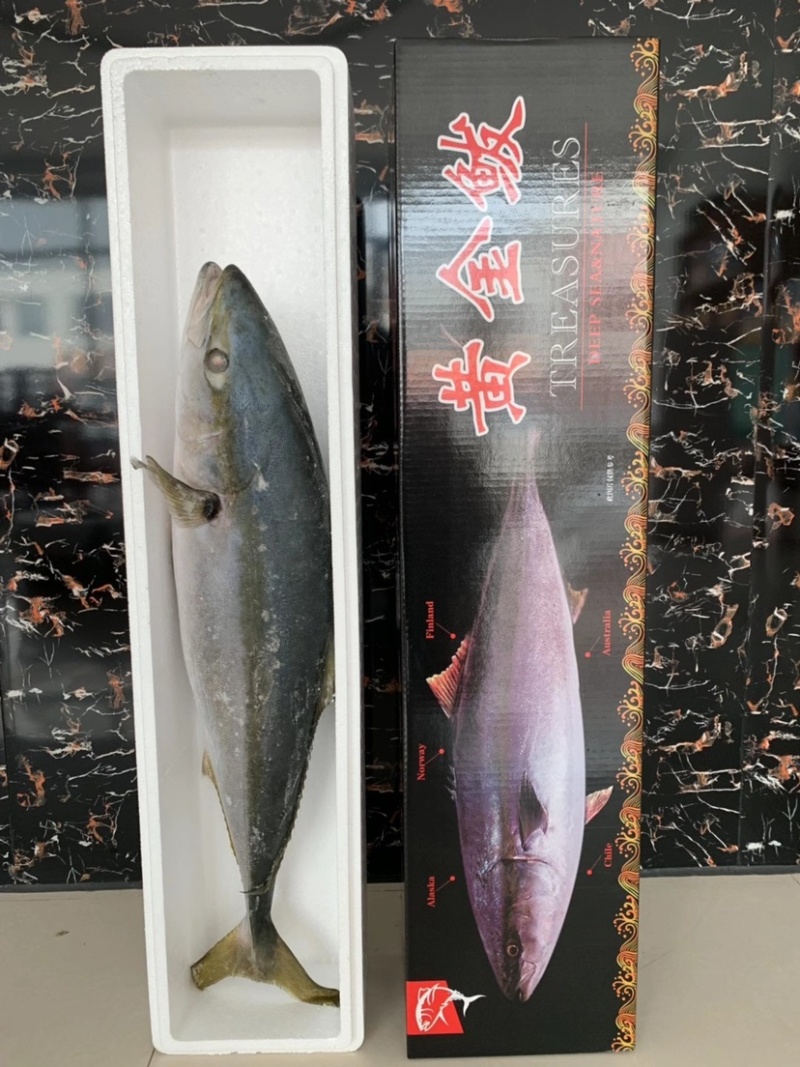 黄金大鲅鱼，学名黄尾鰤，肉质坚实，八月十五之前备货低价