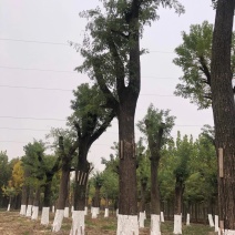 供应各种规格绿化树，量大从优，价格美丽，欢迎订购