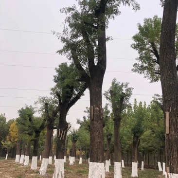 供应各种规格绿化树，量大从优，价格美丽，欢迎订购