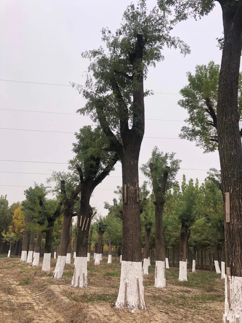 供应各种规格绿化树，量大从优，价格美丽，欢迎订购