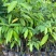 海南沉香树珍贵药材绿化沉香苗可盆栽观赏稀物植物
