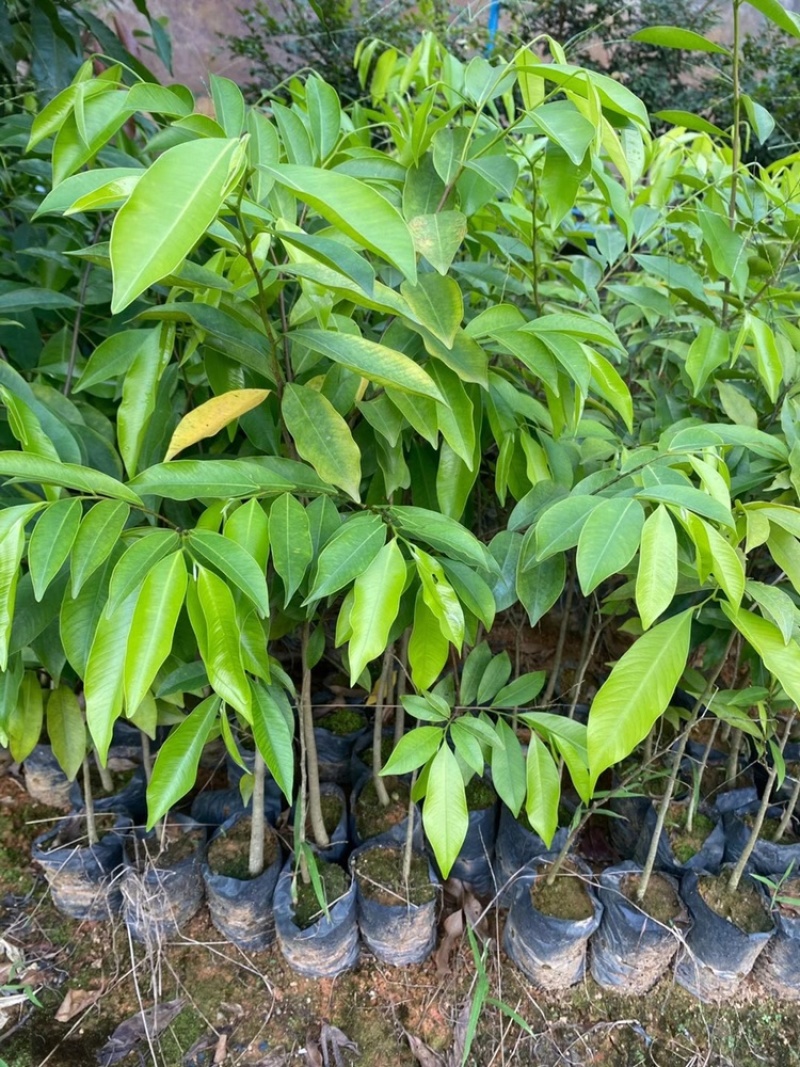 海南沉香树珍贵药材绿化沉香苗可盆栽观赏稀物植物