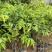 海南沉香树珍贵药材绿化沉香苗可盆栽观赏稀物植物