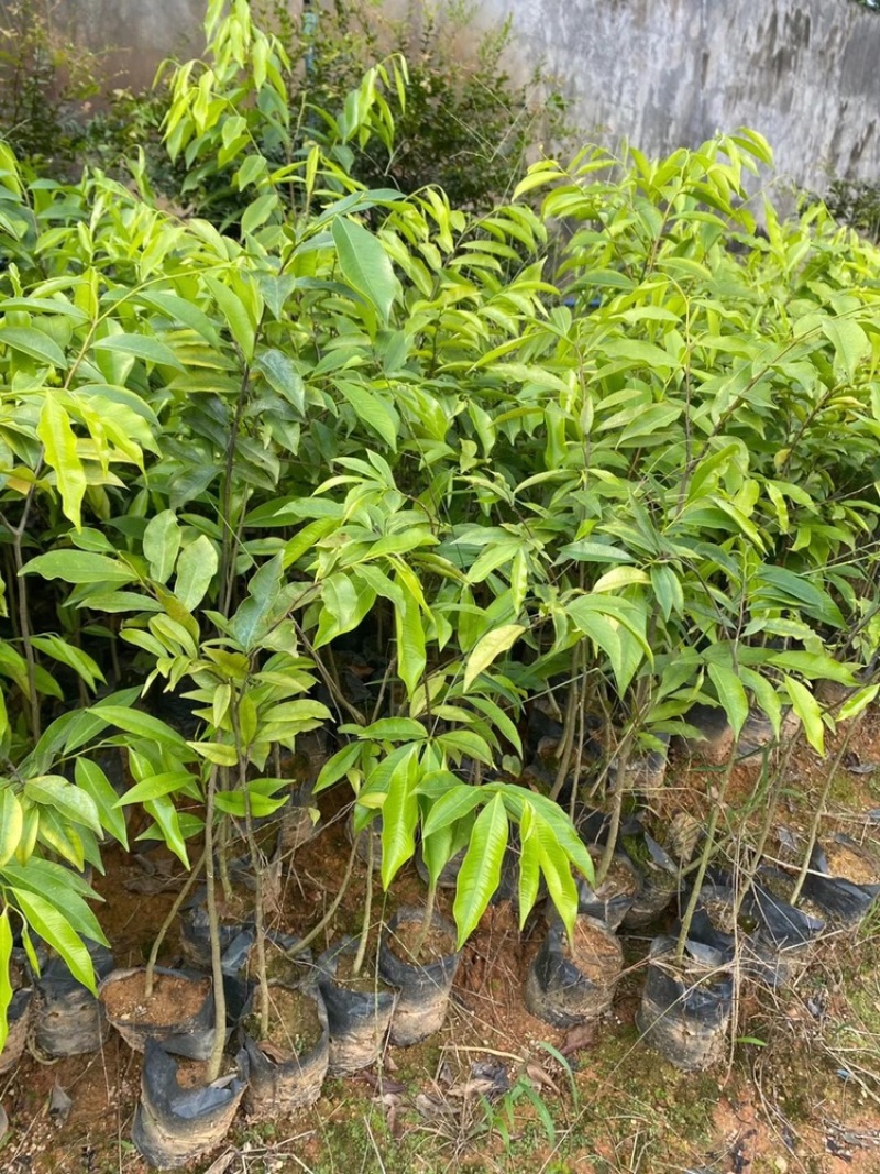 海南沉香树珍贵药材绿化沉香苗可盆栽观赏稀物植物