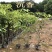 海南沉香树珍贵药材绿化沉香苗可盆栽观赏稀物植物