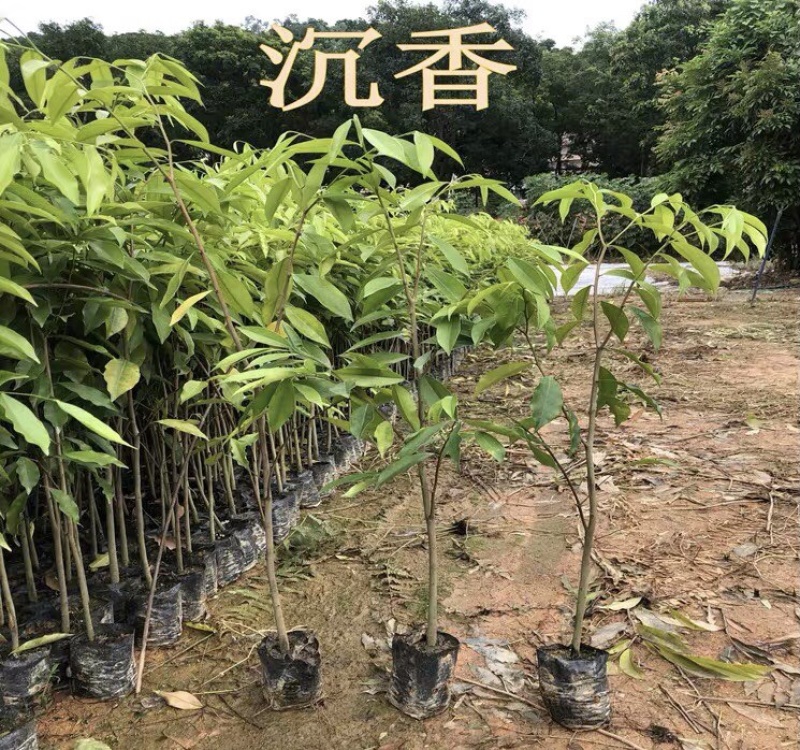 海南沉香树珍贵药材绿化沉香苗可盆栽观赏稀物植物