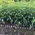 海南沉香树珍贵药材绿化沉香苗可盆栽观赏稀物植物