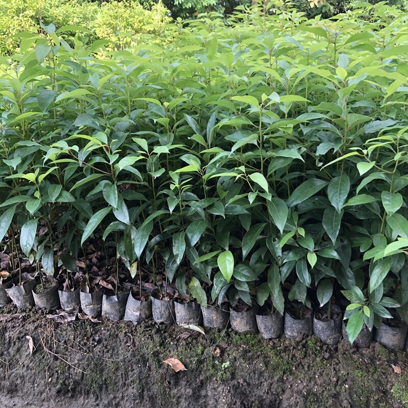 海南沉香树珍贵药材绿化沉香苗可盆栽观赏稀物植物