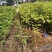 海南沉香树珍贵药材绿化沉香苗可盆栽观赏稀物植物