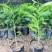 海南沉香树珍贵药材绿化沉香苗可盆栽观赏稀物植物