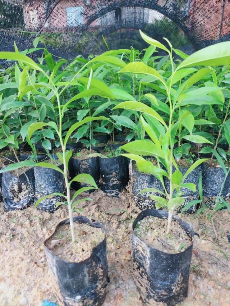 海南沉香树珍贵药材绿化沉香苗可盆栽观赏稀物植物