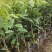 海南沉香树珍贵药材绿化沉香苗可盆栽观赏稀物植物