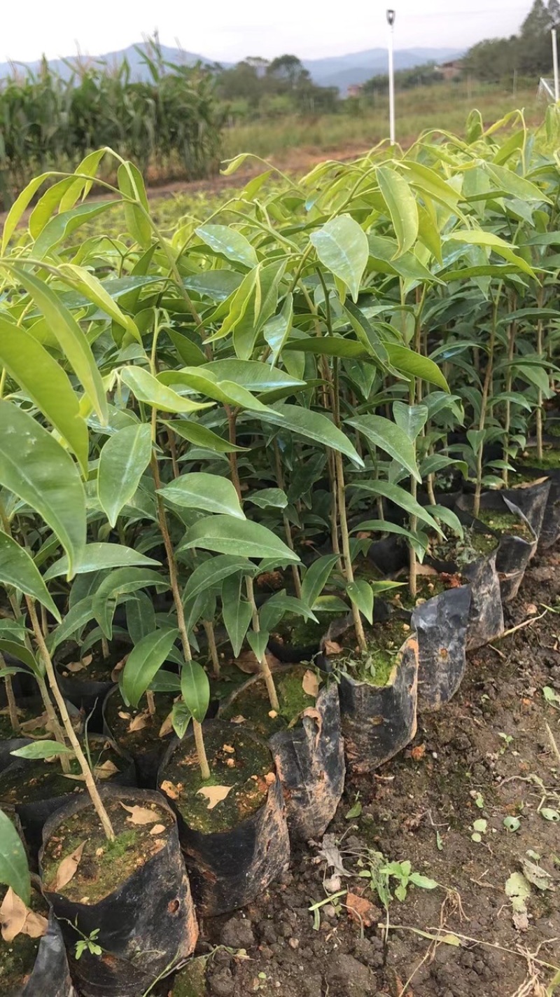 海南沉香树珍贵药材绿化沉香苗可盆栽观赏稀物植物
