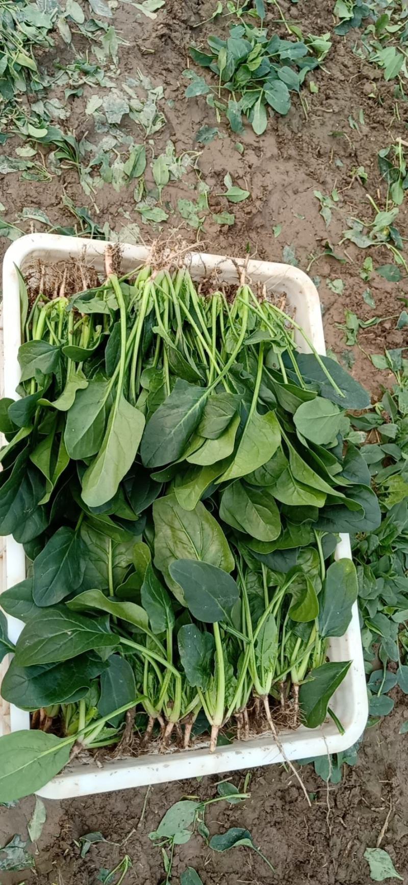 单县菠菜，基地供应，代发全国，质量保证……