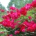 多花蔷薇种子日本无刺蔷薇嫁接玫瑰藤本大花月季红刺玫黄刺玫