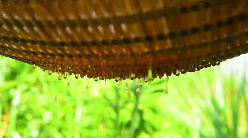 江西上饶市婺源县农家自产自销的高山野生蜂蜜