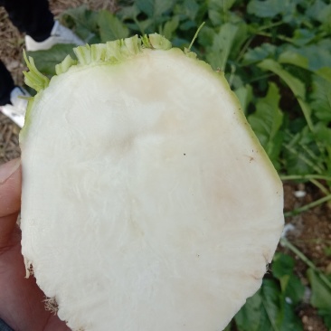 大头菜，四川榨菜大量上市，新鲜现挖现发，自产自销全国发货