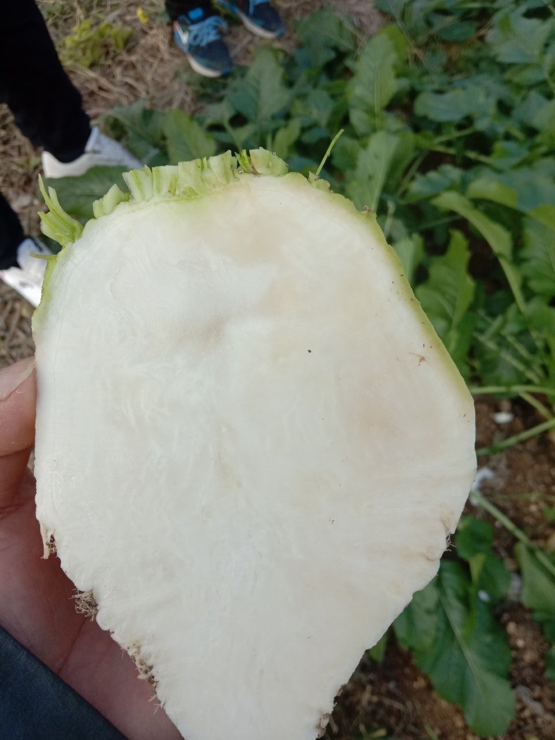 大头菜，四川榨菜大量上市，新鲜现挖现发，自产自销全国发货