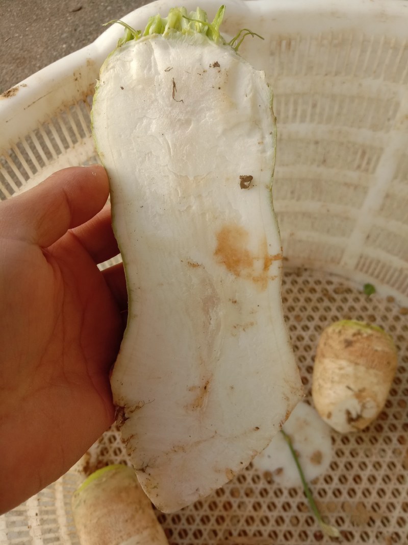 大头菜，四川榨菜大量上市，新鲜现挖现发，自产自销全国发货