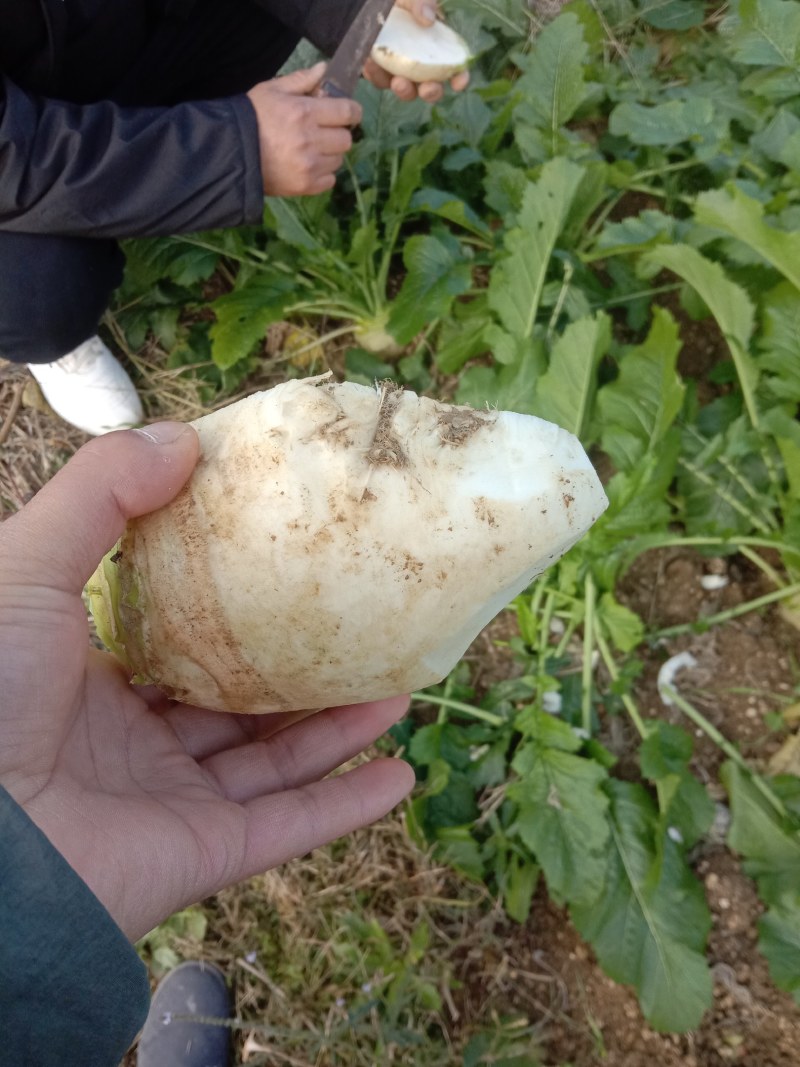 大头菜，四川榨菜大量上市，新鲜现挖现发，自产自销全国发货