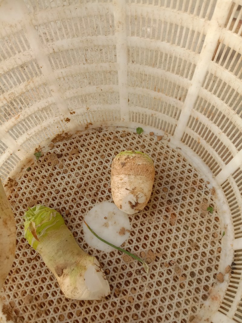 大头菜，四川榨菜大量上市，新鲜现挖现发，自产自销全国发货