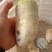 大头菜，四川榨菜大量上市，新鲜现挖现发，自产自销全国发货