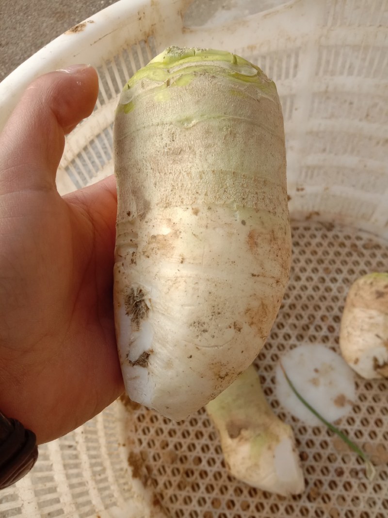 大头菜，四川榨菜大量上市，新鲜现挖现发，自产自销全国发货