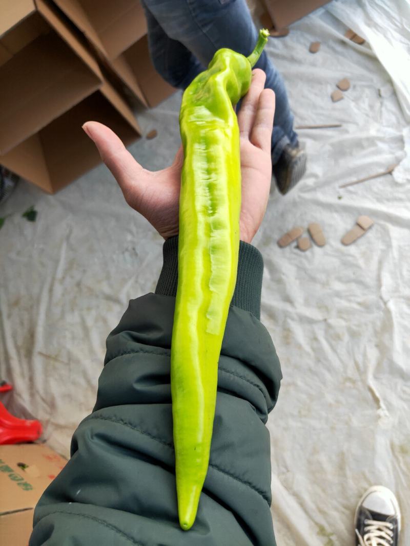 福建黄皮尖椒精品，基地现摘现发，一手货源无差价，欢迎致电