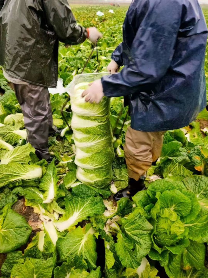 精选黄心大白菜上量中，大户供货，专业打包上车